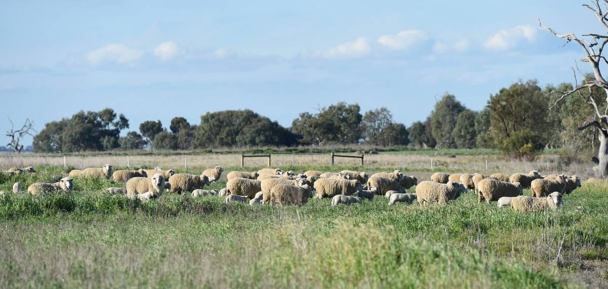 EDUCATION: A sheep and wool industry conference to be held in Bendigo today is expected to attract hundreds of producers.