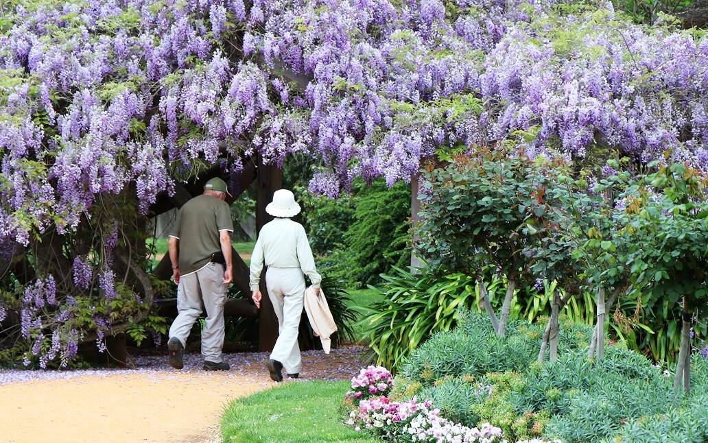 PRETTY: A couple walks under the wisteria at the Castlemaine Botanical Gardens, which contain a collection of both native and exotic species.