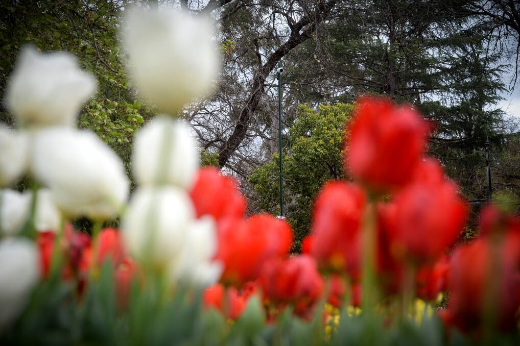 STREAMING: The live tulip cam attracted thousands of views. Picture: DARREN HOWE