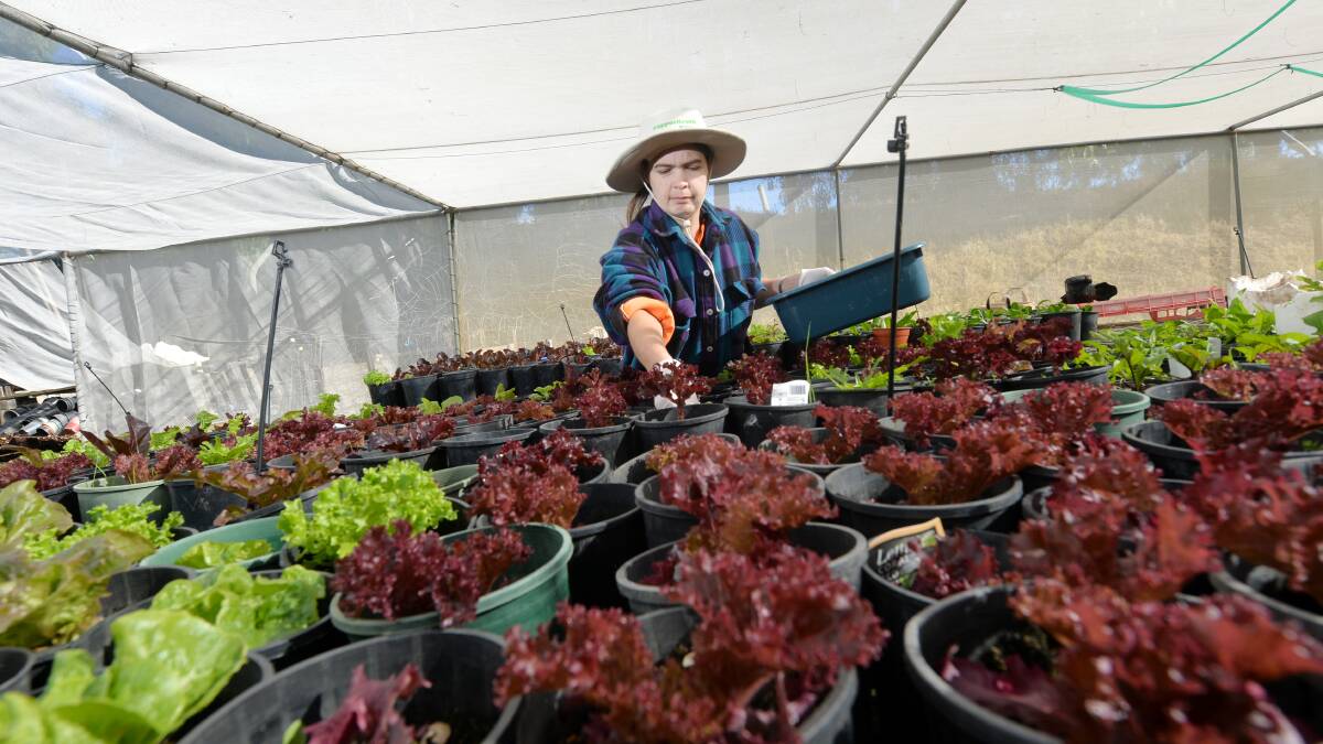 PepperGreen Farm employee Jenny Ferguson, choosing salad leaves for delivery to local restaurants, is looking forward to working in the rejuvenated kitchen. Picture: DARREN HOWE
