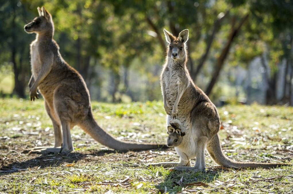 First statewide kangaroo survey starts