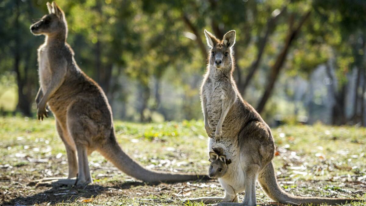 FLYING ROO: A man has escaped serious injury after being hit by a kangaroo.