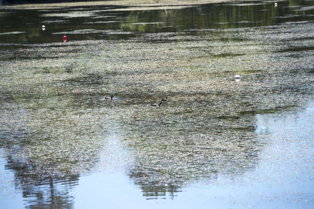 CHOKED: These weeds, which kept rowers off Lake Weeroona, have now been removed. Picture: DARREN HOWE