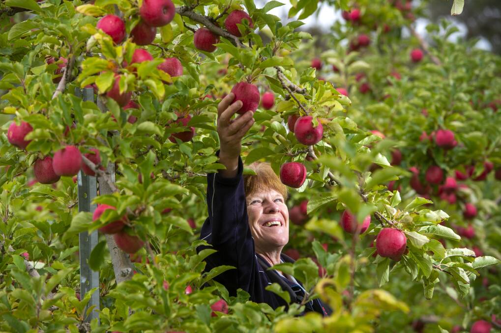 IMPACT: For Heather Pollard, from Pollards Orchards, fewer markets make it harder to sell her fruit - but there are still some options open. Picture: DARREN HOWE