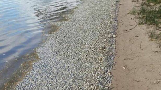 Dead fish on the shores of Lake Meran in January. Photo: Facebook/Friends of Lake Meran