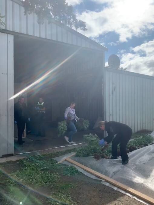 Police remove cannabis plants from a shed at a Rochester property. Picture: SUPPLIED