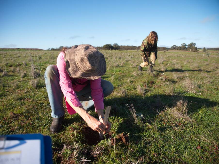 Seedlings are planted and measured at Nardoo Hills. Picture: CRAIG ALLEN