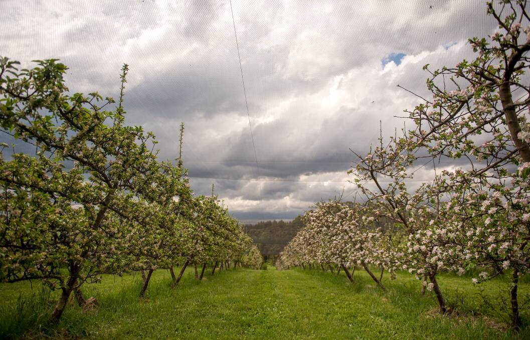 BLOOM: The orchard has now been pollinated and is at different stages of blooming. Photo: Dylan Burns