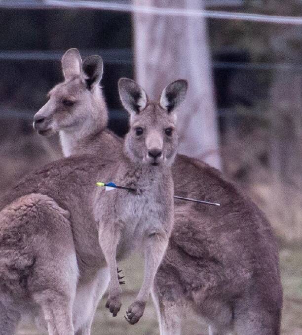 PAINFUL: A female kangaroo with a joey in her pouch was targeted with an arrow. Photo Karl Dawson via Five Freedoms Animal Rescue