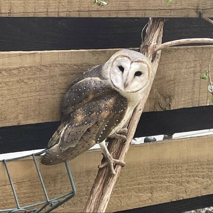 A sick barn owl with secondary poisoning. Photo: Wildlife Victoria