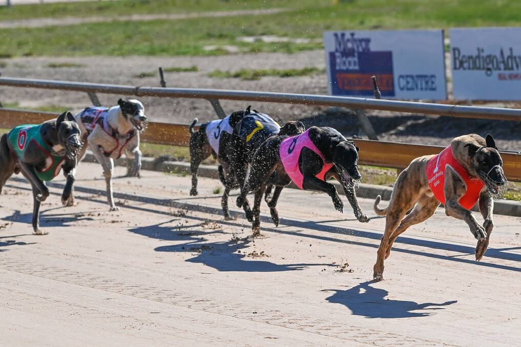 FIRST STEP: A limited number of spectators will be on-course for this Friday's greyhound meeting at Bendigo.