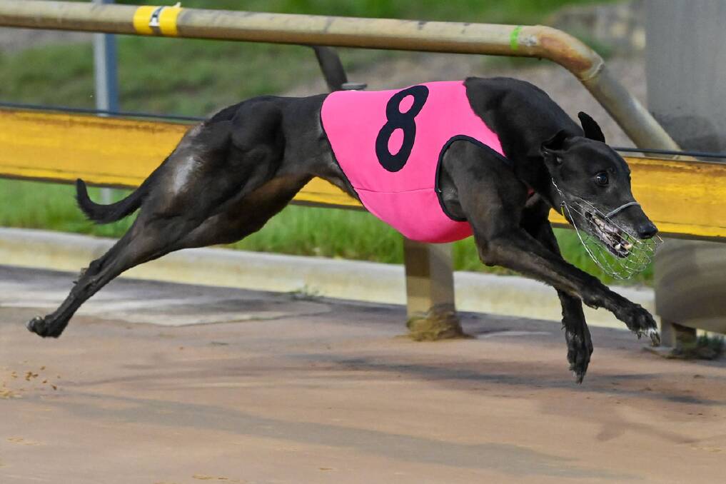 Shima Classic qualifies for next weekend's Group 2 Bendigo Cup Final with her victory in heat one on Saturday night. Picture: GREYHOUND RACING VICTORIA