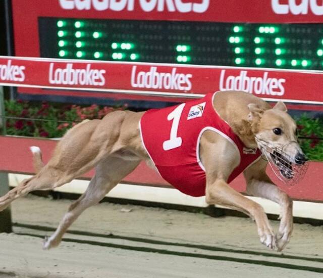 Flying Bazza will start from box three in the Million Dollar Chase Final at Wentworth Park on Friday night.