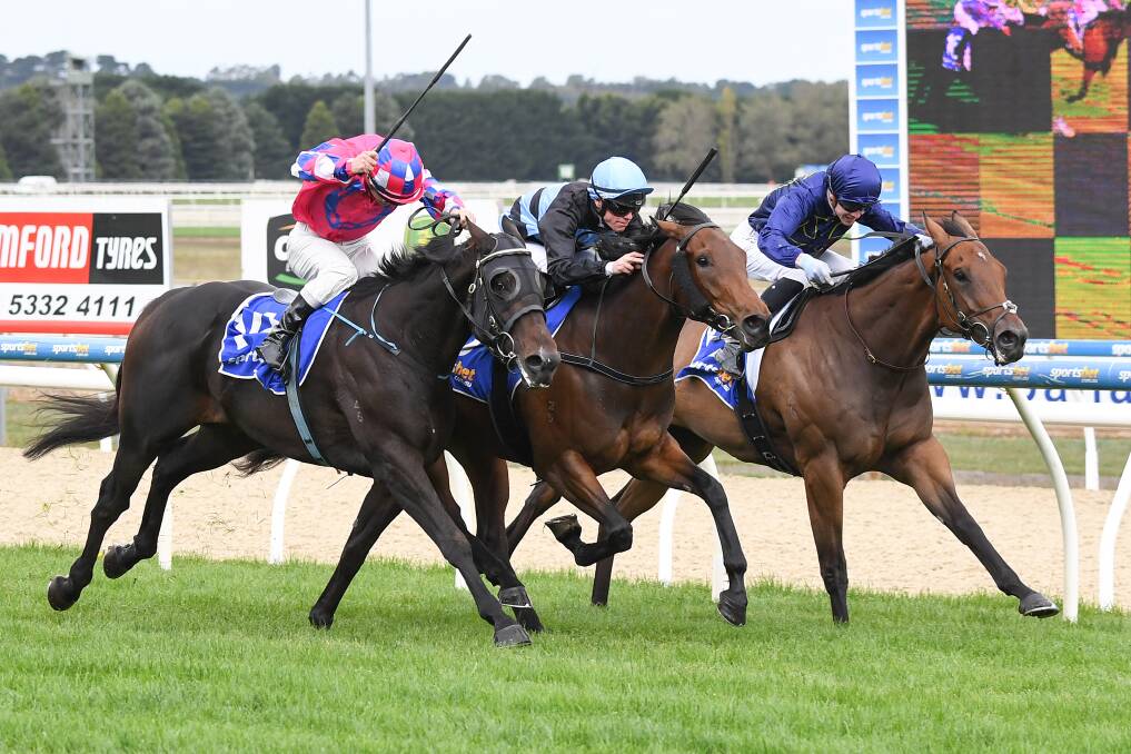 Sangria Miss, with Will Price in the saddle, dives through the middle to win the 1200m maiden plate at Ballarat on Monday. Picture: NATASHA MORELLO/RACING PHOTOS