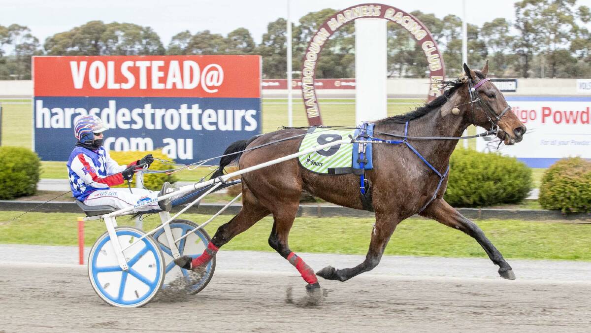 The Andy Gath-trained Tornado Valley, pictured winning at Maryborough on Redwood Classic day, was the 2019 winner of the Maori Mile at Lord's Raceway. Picture: STUART McCORMICK