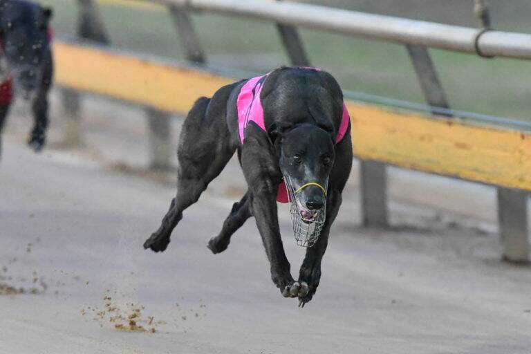 Shima Classic shapes as the one to beat in the first heat of the Bendigo Cup on Saturday night.