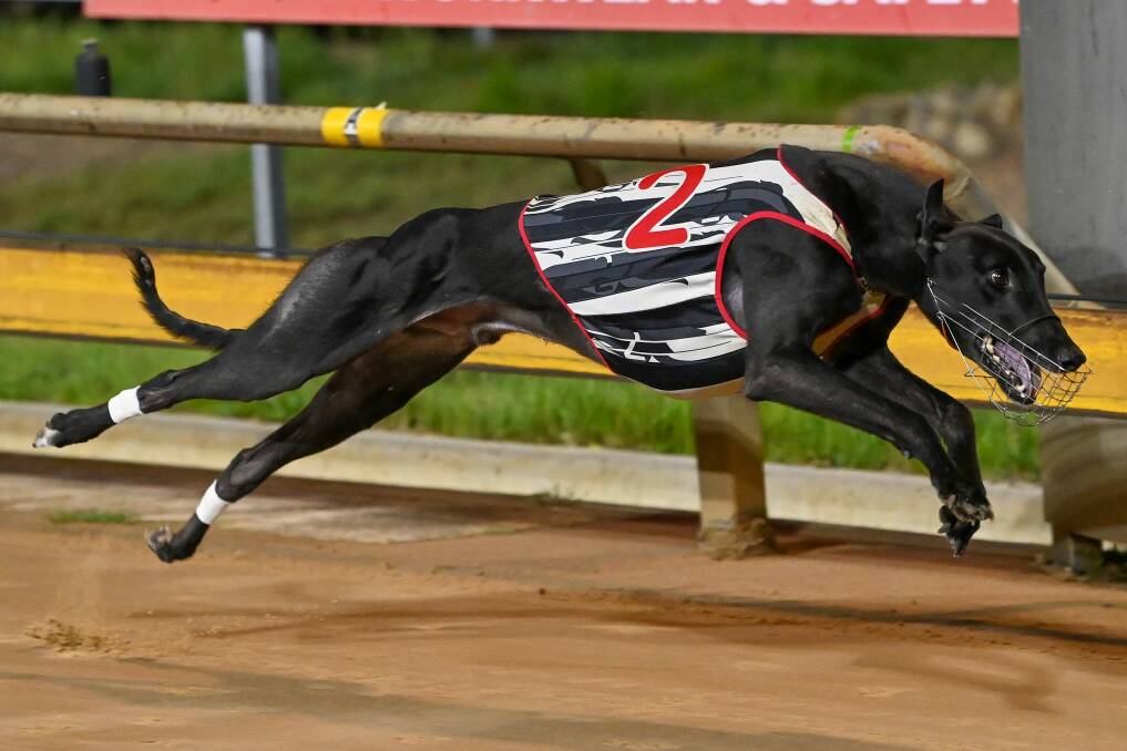 IN-FORM: Dr Tucker will be among the main chances for this Saturday night's $50,000 t the winner Group 2 Bendigo Cup. Picture: GREYHOUND RACING VICTORIA