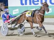 ALL THE WAY: Ryan Sanderson steers the Jason McNaulty-trained Chissy to his 13th career win at Tabcorp Park Melton on Saturday night and into a Group 2 final next weekend. Picture: STUART McCORMICK