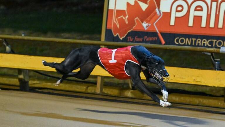 The Mark Morrissey-trained Paddy's Marvel is one of the main hopes in Saturday night's $25,000 to the winner Group 3 Country Championship Final (525m) at The Meadows. PIcture: GREYHOUND RACING VICTORIA