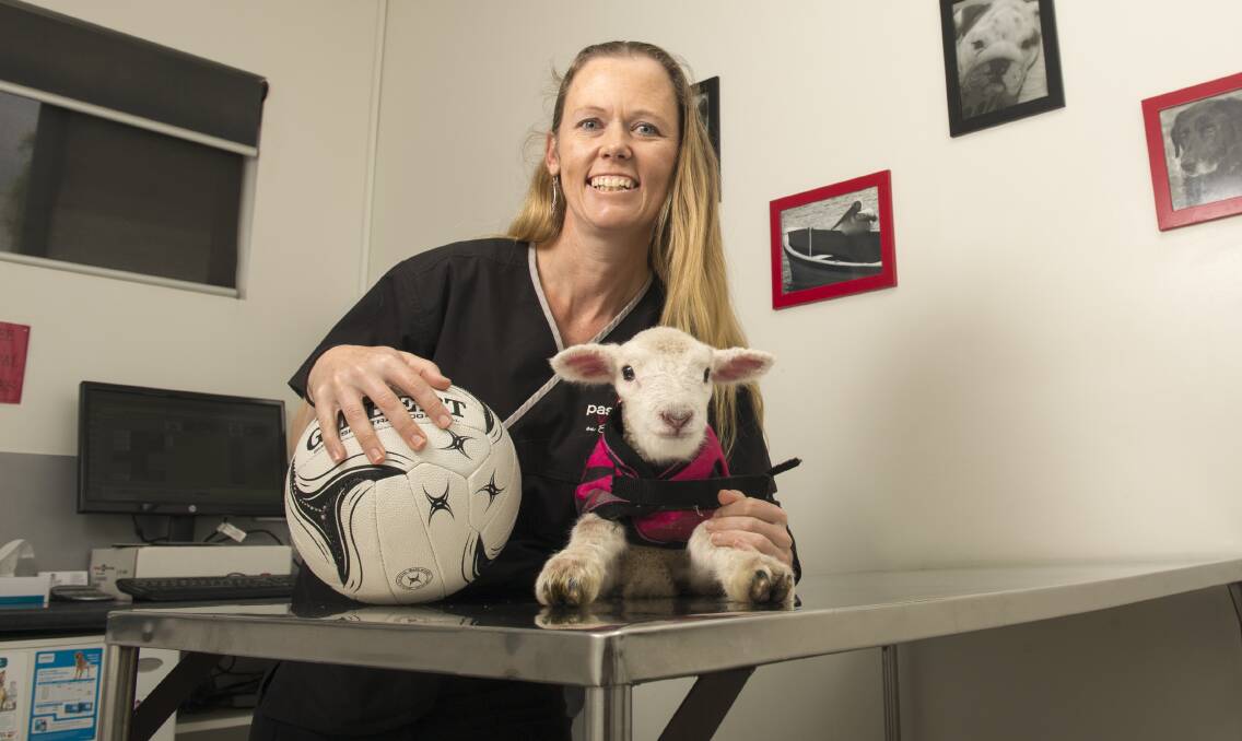 Calivil United stalwart Kellie Ansett hard at work and play at Passionate Vetcare on Eaglehawk Road with Dennis the sheep. Picture: DARREN HOWE