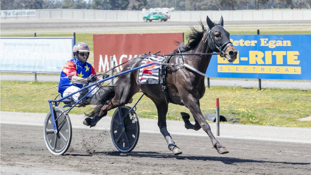Credit To Chris, pictured winning on Humbletonian Day at Maryborough earlier this month, has now won two of his past three starts for Keith Cotchin. Picture: STUART McCORMICK