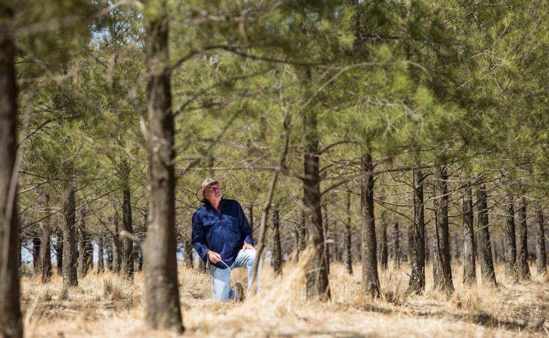 Gunbower farmer John Toll is one of many farmers who appreciates the benefit of trees. He has planted 35,000 to 40,000 trees on his sheep property over past 20 years. Photo: Jason South

