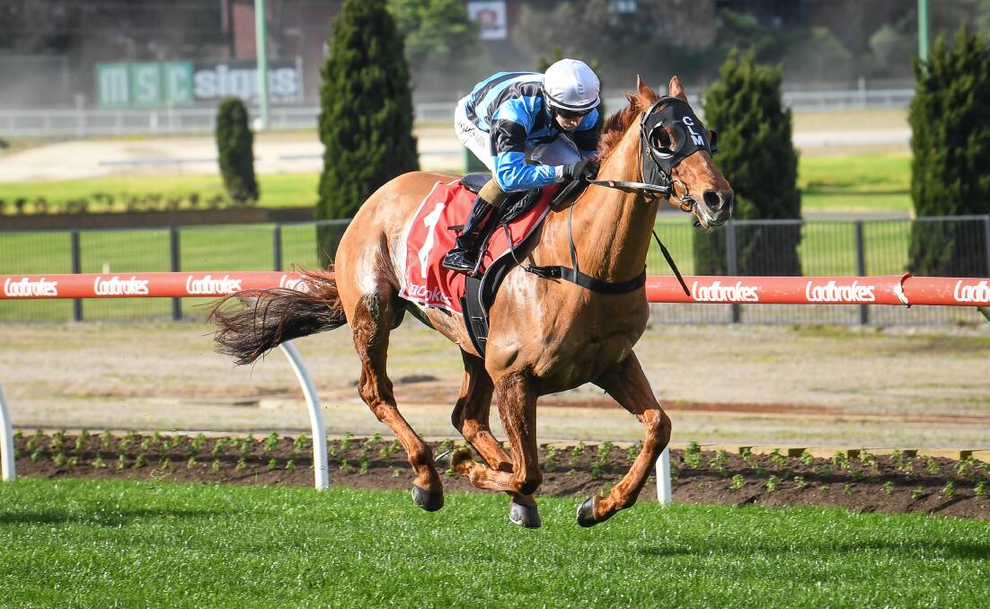 TOP HOPE: Smokin' Romans, ridden by Josh Richards, wins at Moonee Valley in August. The progressive five-year-old is the early favourite for the 2021 Group 3 Bendigo Cup (2400m). Picture: RACING PHOTOS