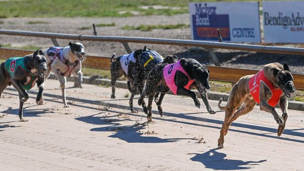 COVID claims greyhound auction scalp for a second time