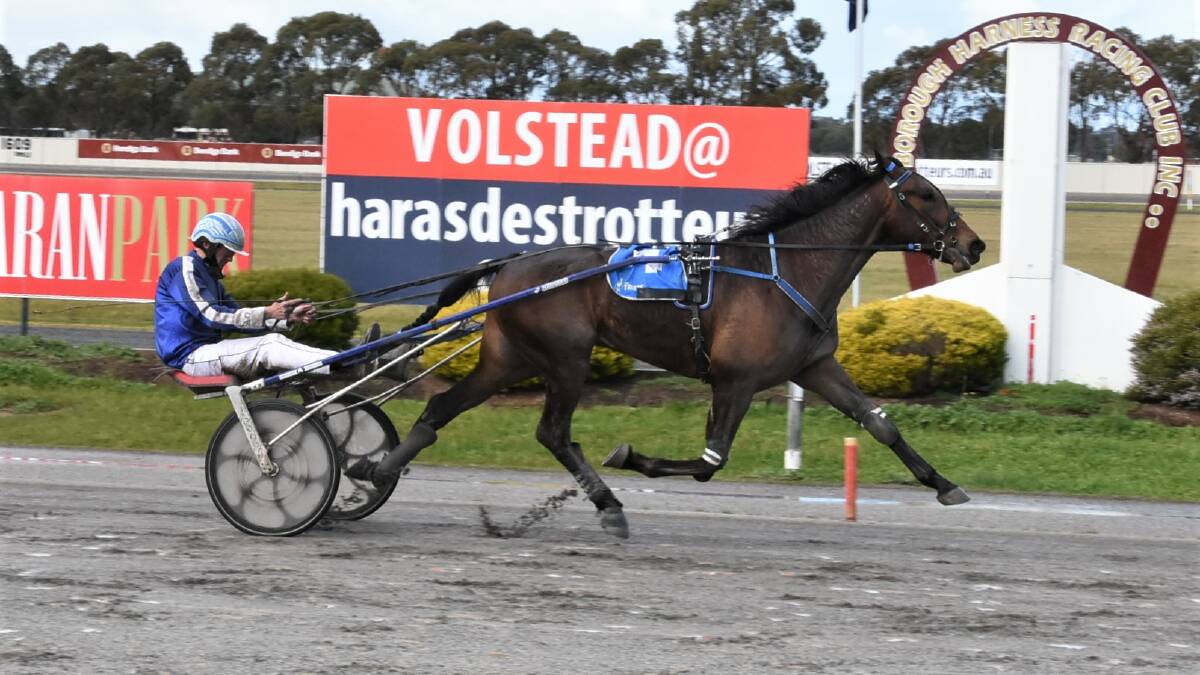 SOLID RETURN: Rules Dont Apply, trained and driven by Anthony Crossland, makes it back-to-back wins with a gutsy victory at Maryborough on Monday. Picture: CLAIRE WESTON PHOTOGRAPHY