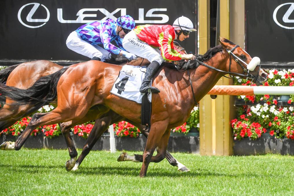 Wentwood, ridden by Damian Lane, wins the Seppelt Salinger Handicap at Flemington in December last year. The Maddie Raymond-trained gelding will be one of the favourites in Wednesday's Group 3 Bendigo Cup (2400m). Picture: NATASHA MORELLO/RACING PHOTOS