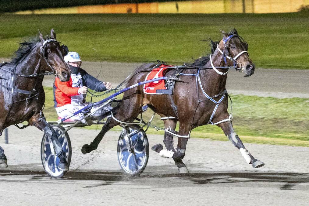 Torrid Saint, pictured winning at Bendigo last August, will line up in Saturday night's Group 2 Shepparton Pacing Cup, when he will be driven by Glenn Douglas. Picture: STUART McCORMICK