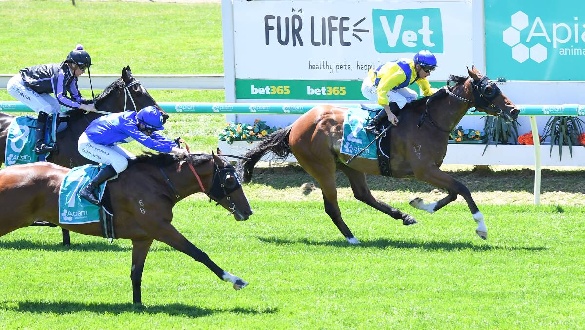 Schuhbeck, ridden by Daniel Stackhouse, wins the Smartline Finance Maiden Plate at Bendigo on wednesday. Picture: PAT SCALA/RACING PHOTOS
