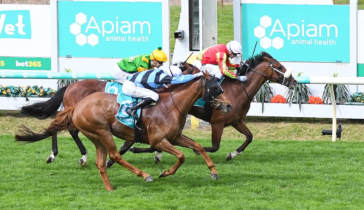 CUP TRIUMPH: Wentwood, ridden by Swan Hill's Harry Coffey, wins the Group 3 Bendigo Cup for his trainer Maddie Raymond on Wednesday. Picture: PAT SCALA/RACING PHOTOS