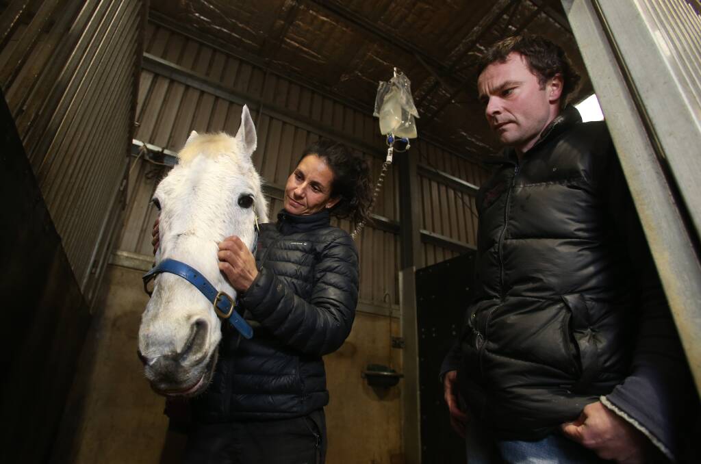 Vets Sarah Jalim and Mike Whiteford with Subzero at the Bendigo Equine Hospital. Picture: GLENN DANIELS