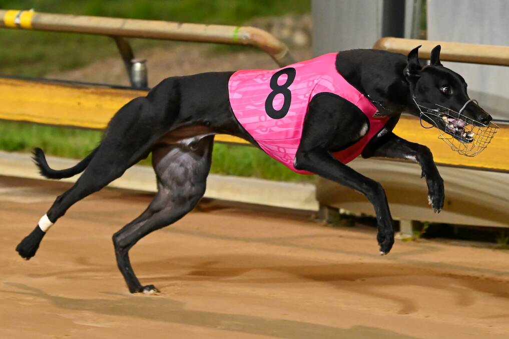 Paua Of Buddy charges into the $50,000 to the winner Group 2 Bendigo Cup final with an impressive heat win last Saturday night. Picture: GREYHOUND RACING VICTORIA.