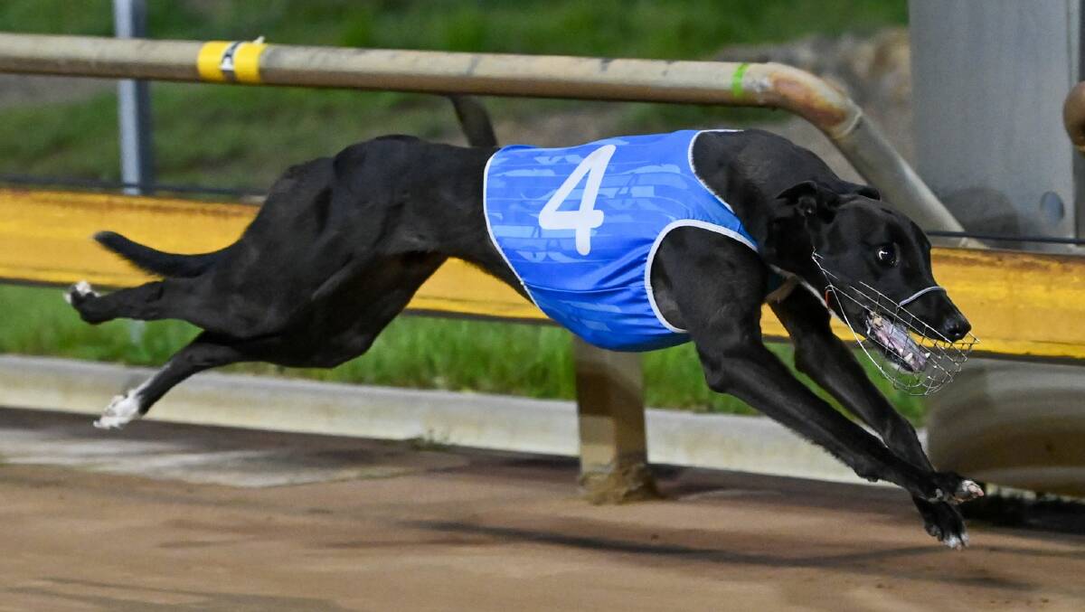 An all-female race card on February 19 will form part of the Bendigo Greyhound Racing Association's efforts to support the Team Teal campaign.