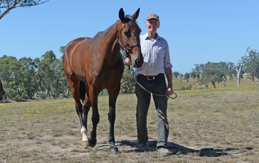 Veteran trainer Graeme Dalton, pictured with Animated, has three winners in 13 days. Picture: DARREN HOWE