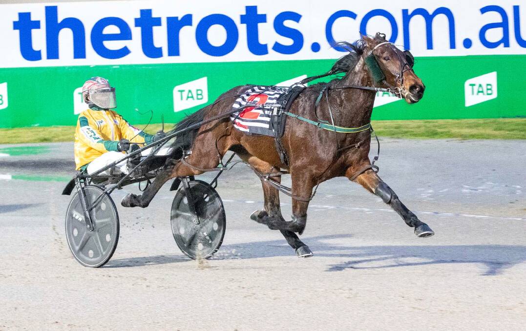 The Emma Stewart-trained Maajida, pictured winning at Tabcorp Park Melton on June 29, will strat a short-price favourite in the opening heat of the Breeders Crown Series for two-year-olds at Lord's raceway on Tuesday night. Picture: STUART McCORMICK