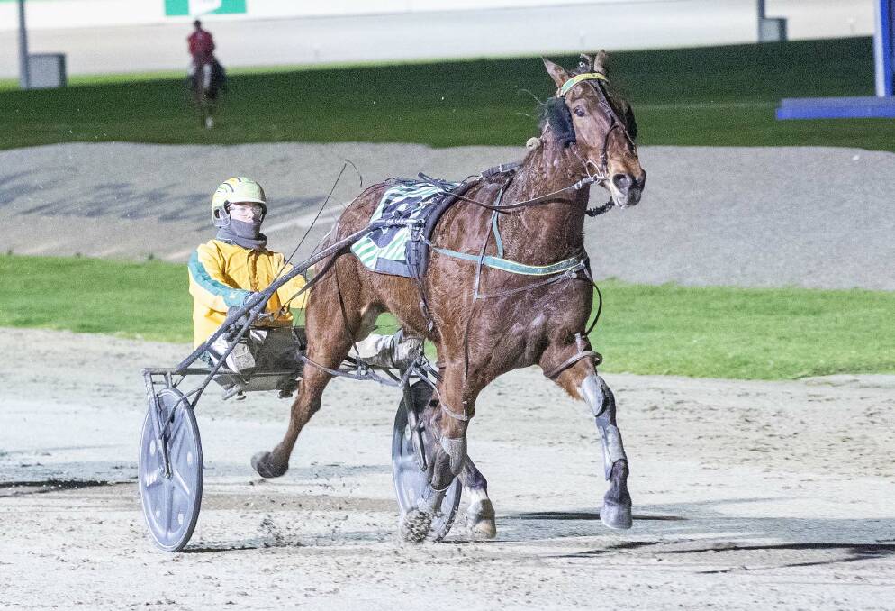 Phoenix Prince forms part of an awesome foursome of Bendigo Pacing Cup contenders for Emma Stewart. Picture: STUART McCORMICK