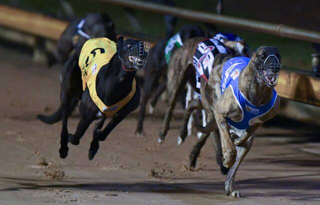 Yozo Bale upstages his champion kennel-mate Tiggerlong Tonk to win the $50,000 to the winner 2020 Bendigo Cup. Picture: GREYHOUND RACING VICTORIA
