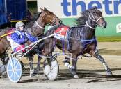 Ellen Tormey steers Khaki Nui to a free for all win at Tabcorp Park Melton on Saturday night. Picture: STUART McCORMICK