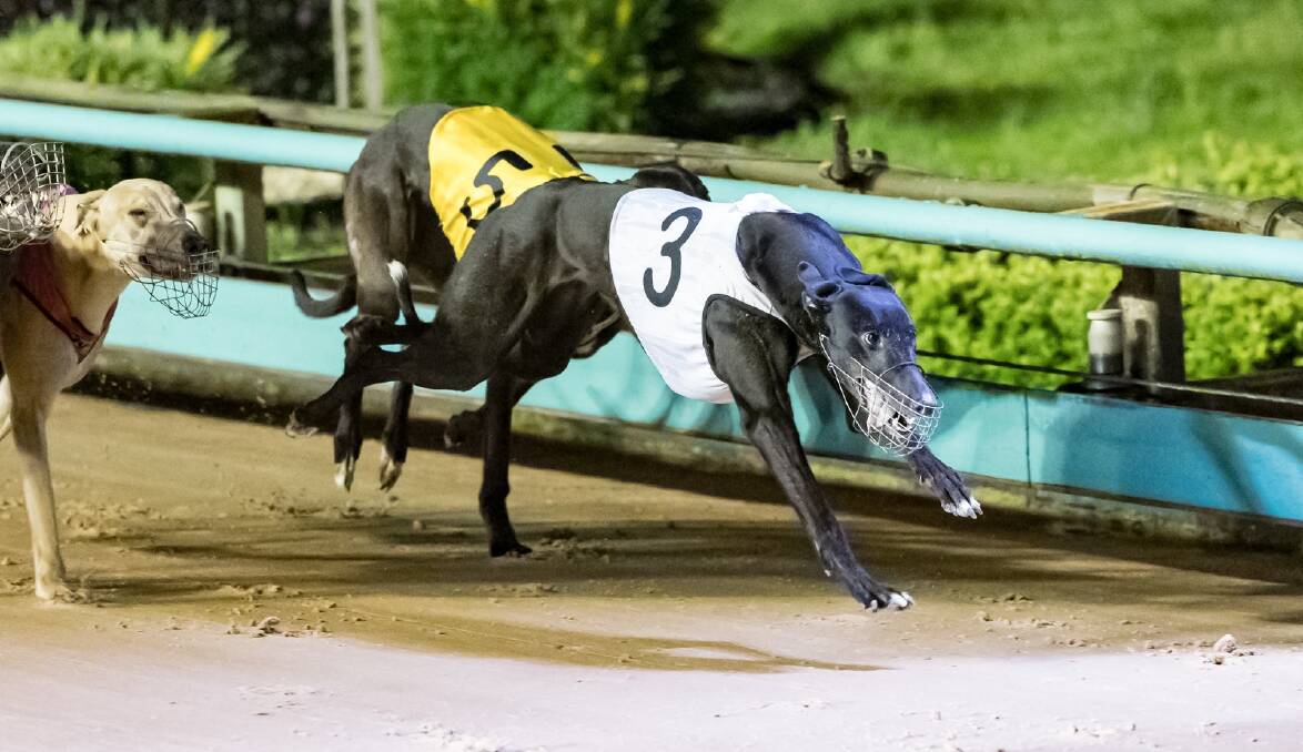 Baby Jaycee sprints to victory in the $12,000 to the winner Pat Haas Classic Final at The Meadows last Saturday night. Picture courtesy: Greyhound Racing Victoria
