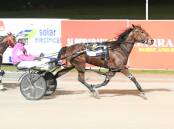 EXCITING: Greg Sugars steers Mac Cheddar to victory at Lord's Raceway last Friday. The three-year-old will be back in action this Tuesday night at Kilmore. Picture: CLAIRE WESTON