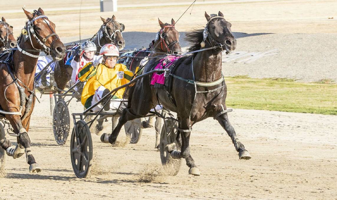 Sprint ace The Storm Inside is one of four big chances for the state's top trainer Emma Stewart in Friday night's Bendigo Pacing Cup. Picture: STUART McCORMICK