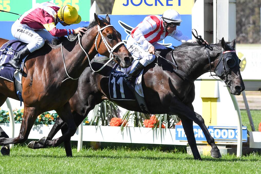 A determined Top Of The Range, ridden by William Pike, drives through on the rails to defeat Brimham Rocks (Michael Walker) and win the $400,000 Group 3 Bendigo Cup last October. Picture: PAT SCALA/RACING PHOTOS