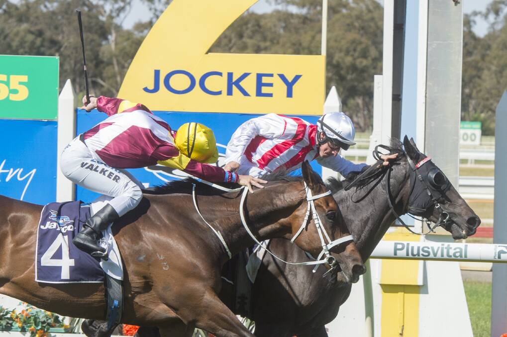 Last year's Group 3 Bendigo Cup winner Top of the Range hopes to be back in action on Saturday. Picture: DARREN HOWE