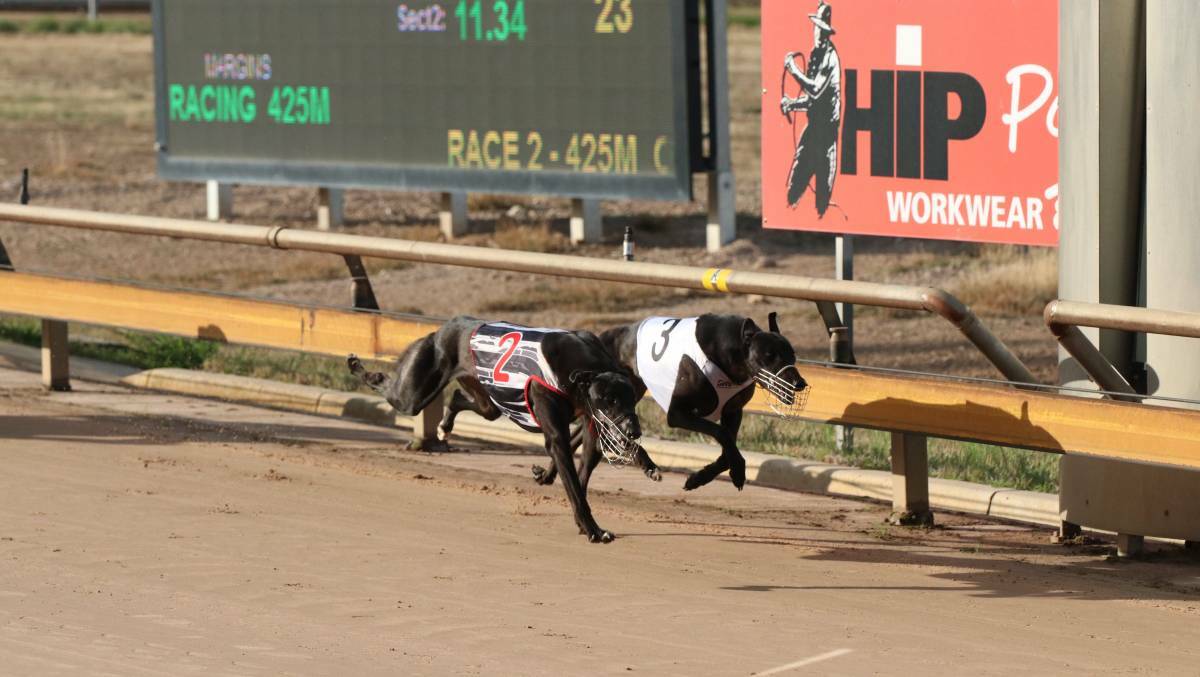 Feature events return to Bendigo greyhound racing calendar. Picture: AMBER MANNING PHOTOGRAPHY
