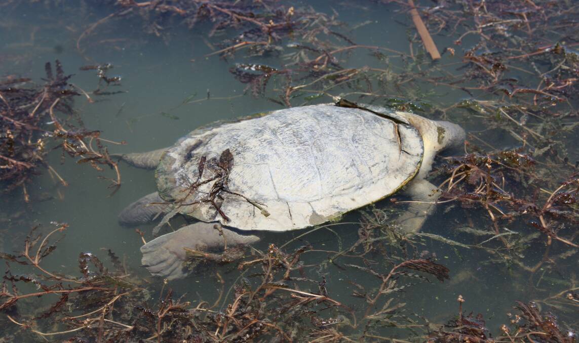 Freshwater turtles have become entangles in weeds on Lake Weeroona.