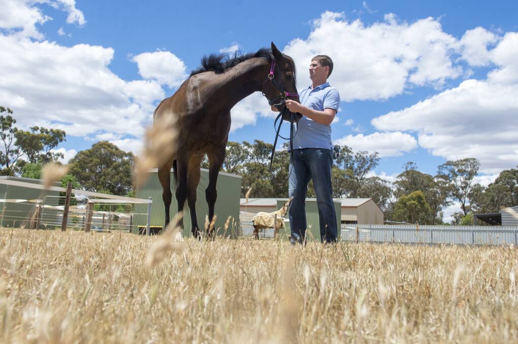 Kym Hann with one of his Bendigo Trainers' Association horse of the year contenders Like To Think So. Picture: DARREN HOWE