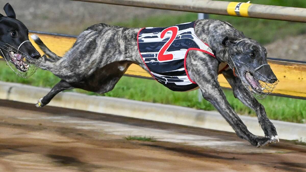 Greyhound club to welcome back patrons next week